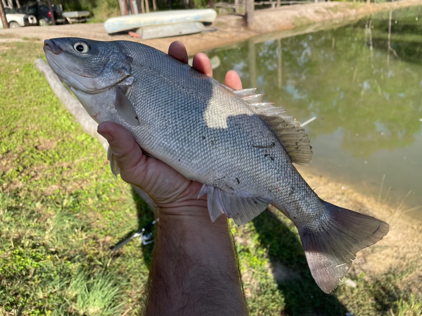 Additional image 21 of 264 Cooks Road, South Isis QLD 4660