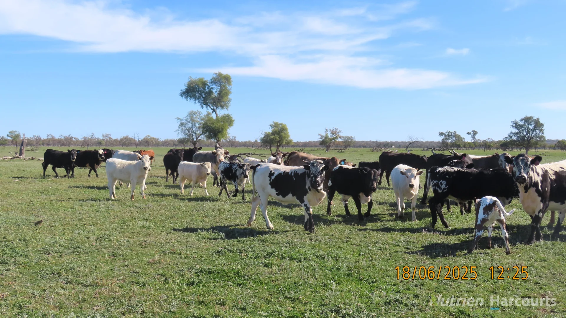 Additional image 8 of * Springvale, Walgett NSW 2832