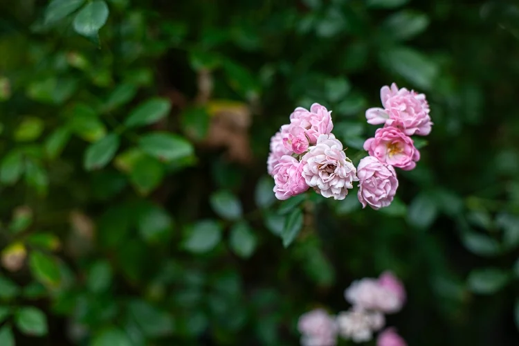 Additional image 14 of 8 Queen Street, Smeaton VIC 3364