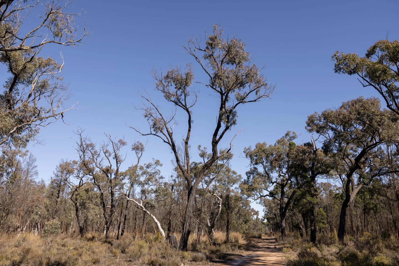 Additional image 5 of 250 Springwood Park Road, Gulgong NSW 2852