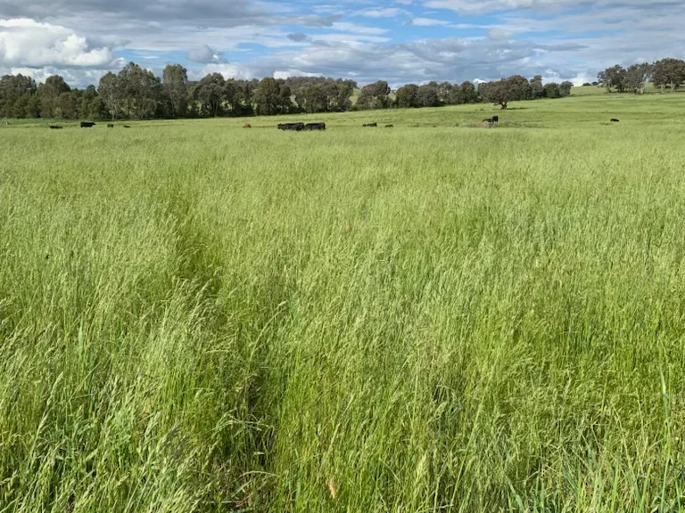 1 Eurimbla Road, Cumnock NSW 2867