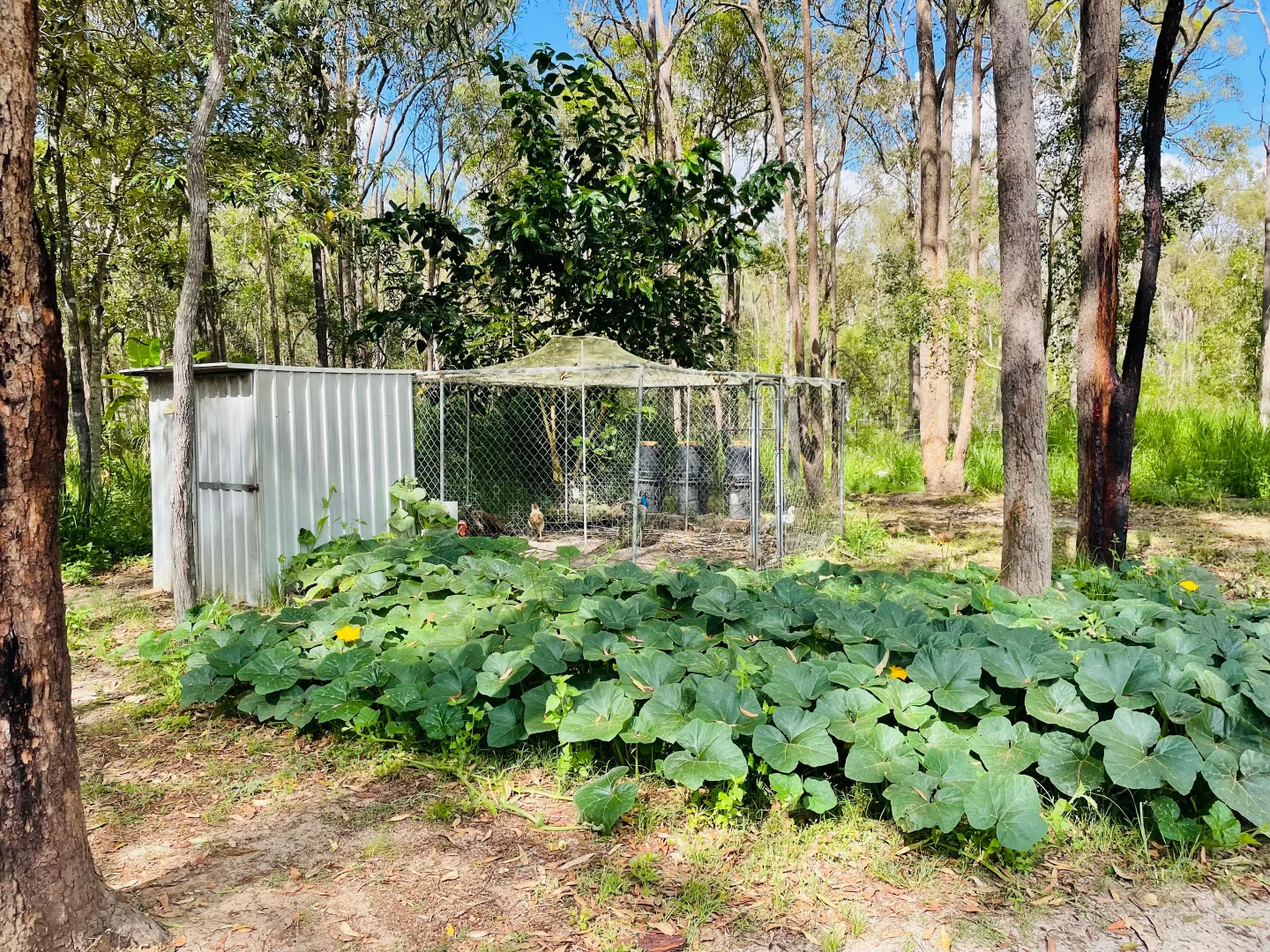 Additional image 32 of 264 Cooks Road, South Isis QLD 4660