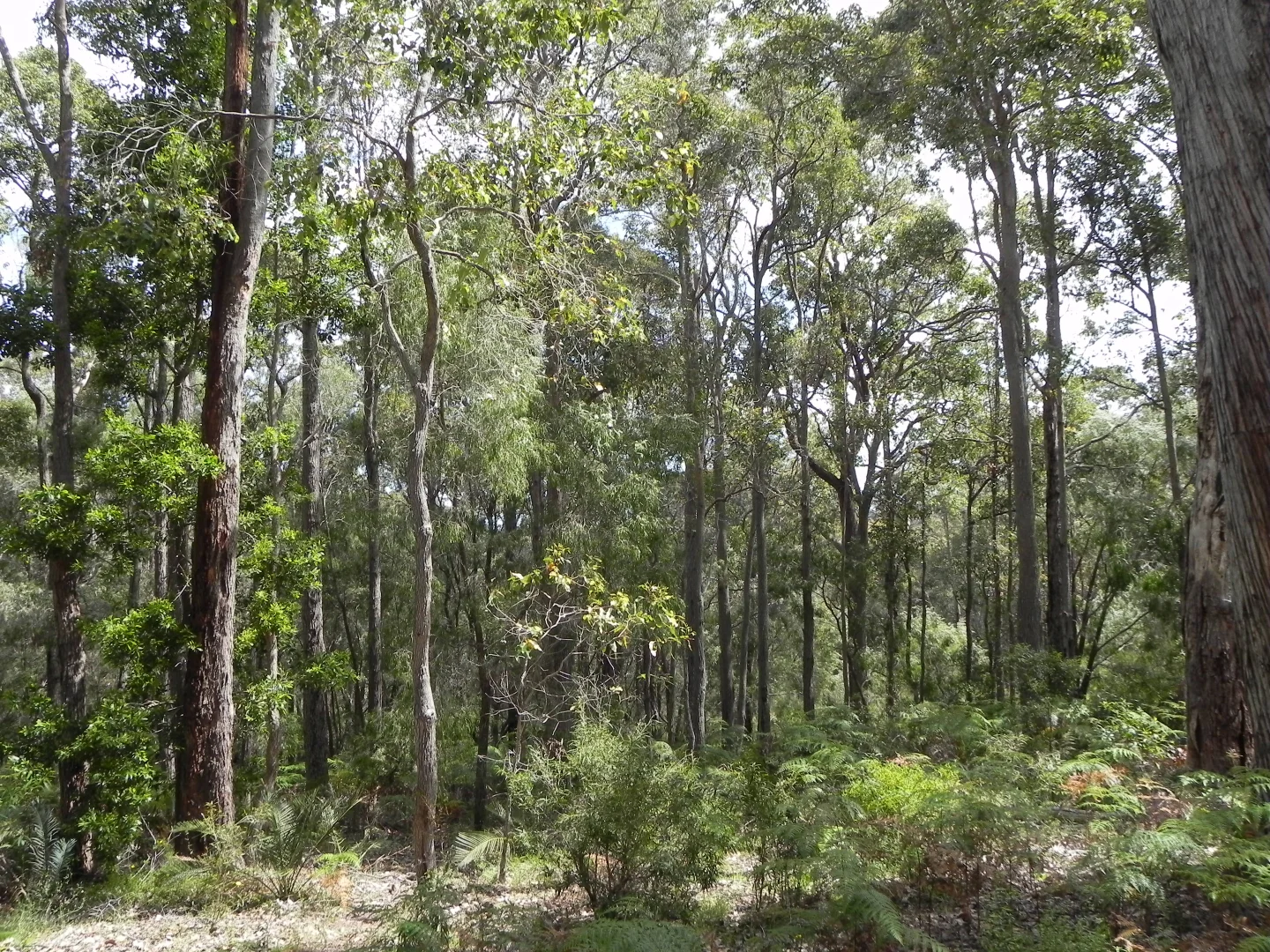 Additional image 36 of Lot PL 2/1120 Wildwood Road, Yallingup Siding WA 6282