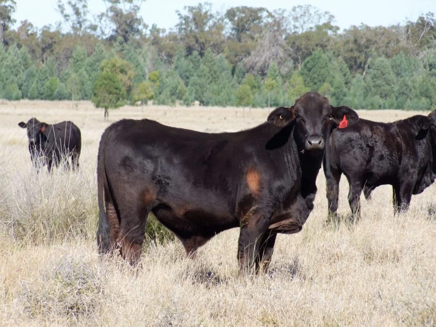 Additional image 15 of 125-291 GOORIANAWA ROAD, Mount Tenandra NSW 2828