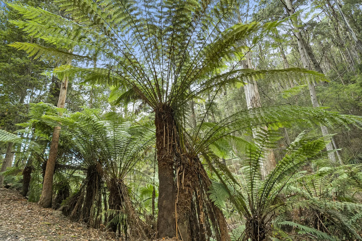 Additional image 31 of 303 Kregors Road, Gordon TAS 7150