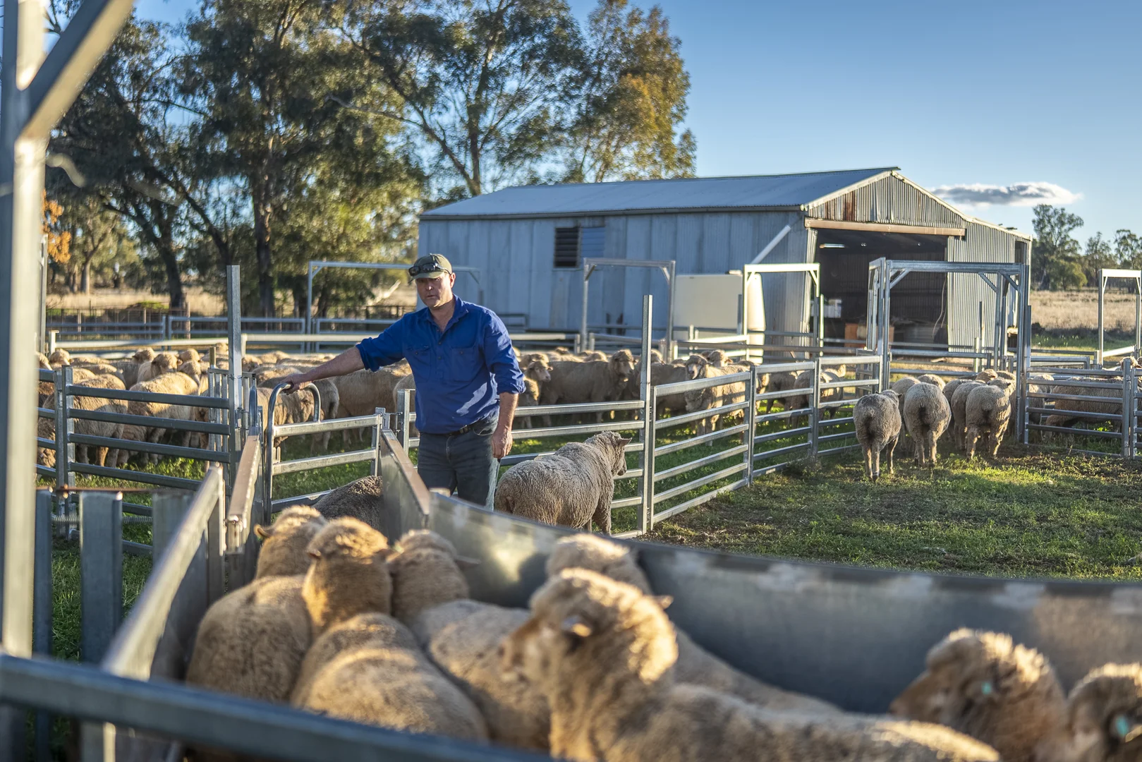 Additional image 5 of Ashford Heath 47 Adios Lane, Bogan Gate NSW 2876