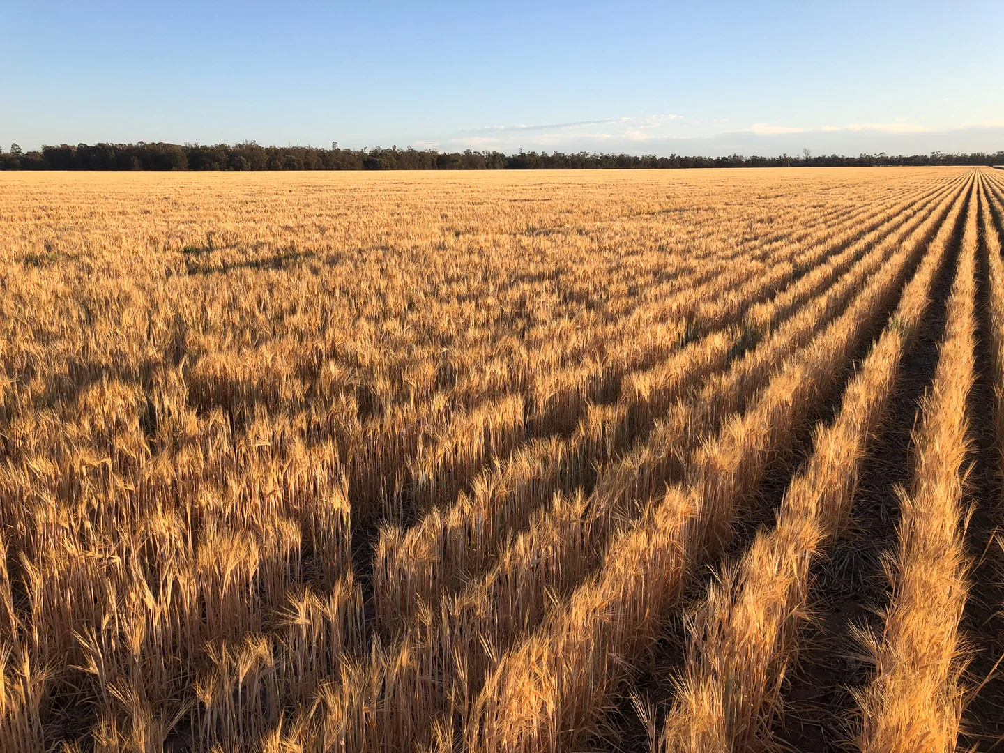 Additional image 6 of "Carpendale Agri" Gore Hwy, Goondiwindi QLD 4390