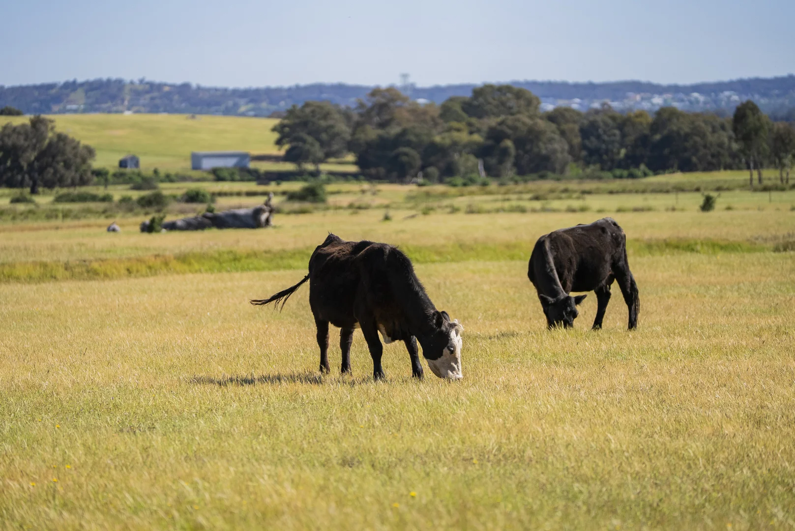 Additional image 35 of 144 Reserve Road, Gelston Park NSW 2650