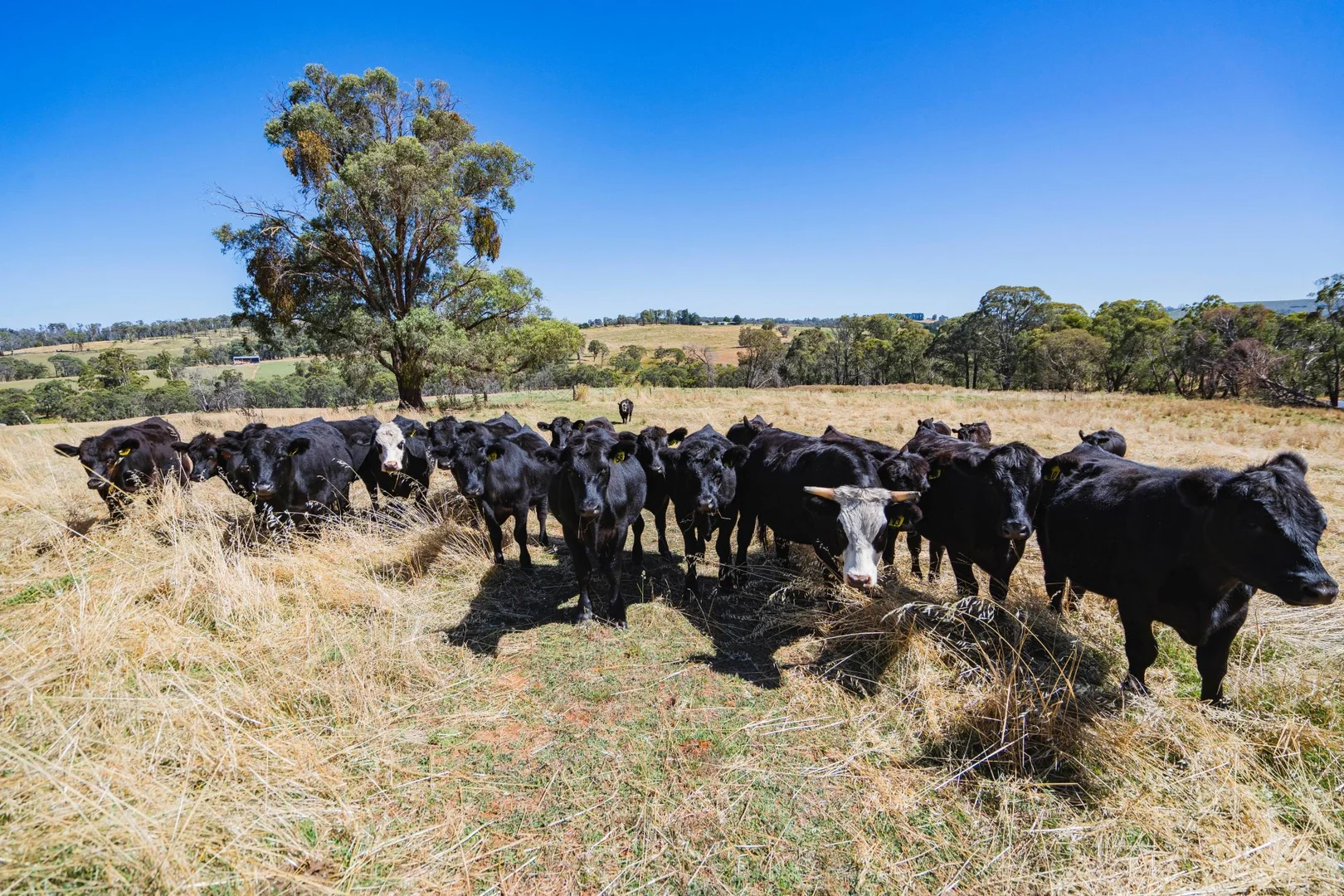 Additional image 15 of 1 Willigobung Road, Tumbarumba NSW 2653