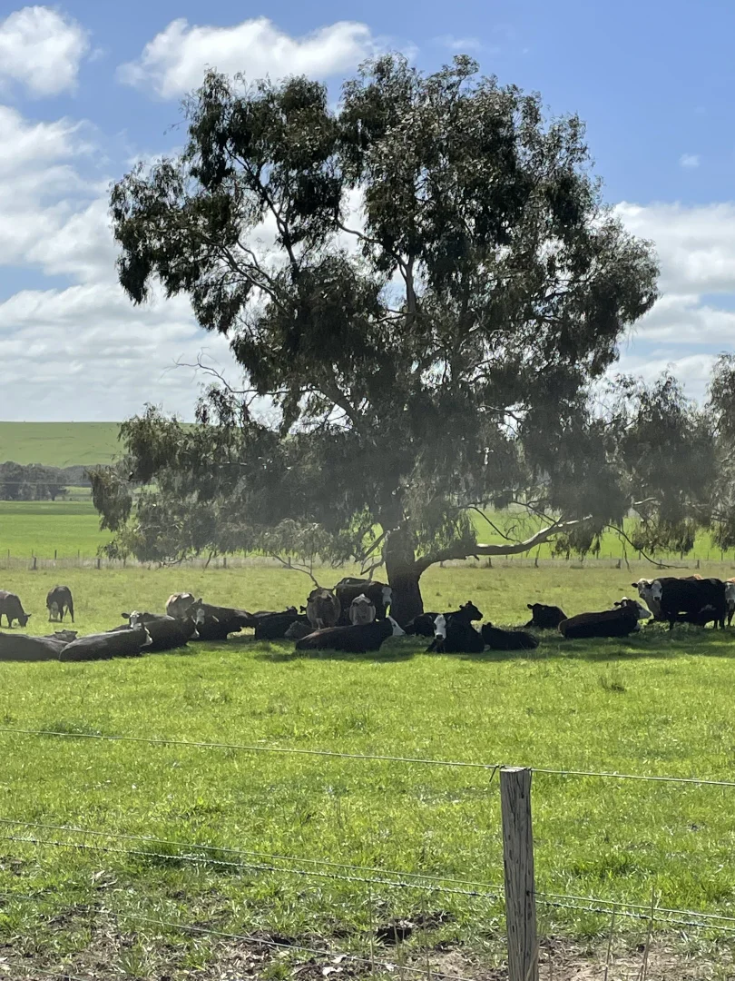 Additional image 12 of 138 McConachys Road, Henty VIC 3312