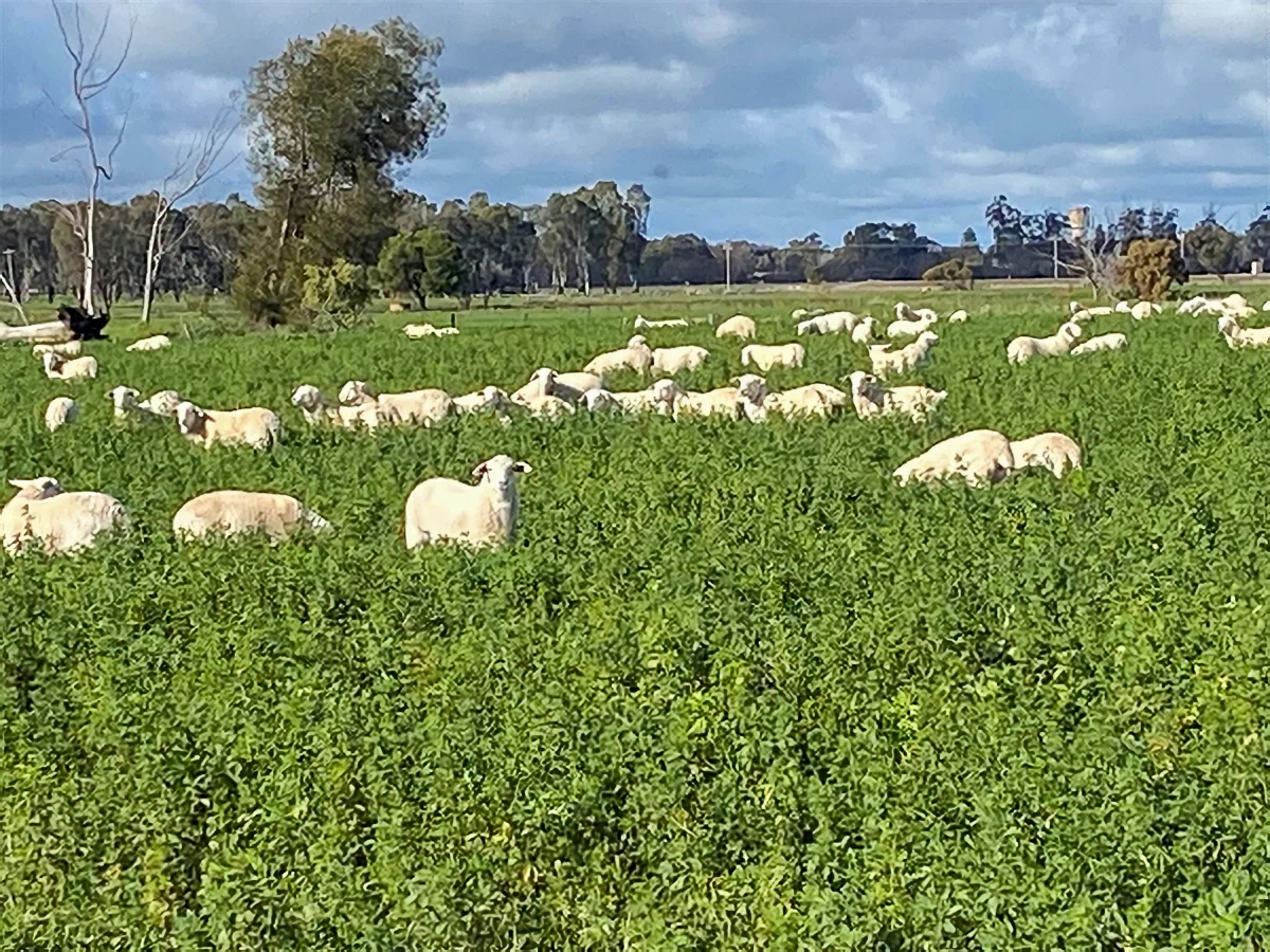 Additional image 16 of 1061 McEwen Road, Kyabram VIC 3620