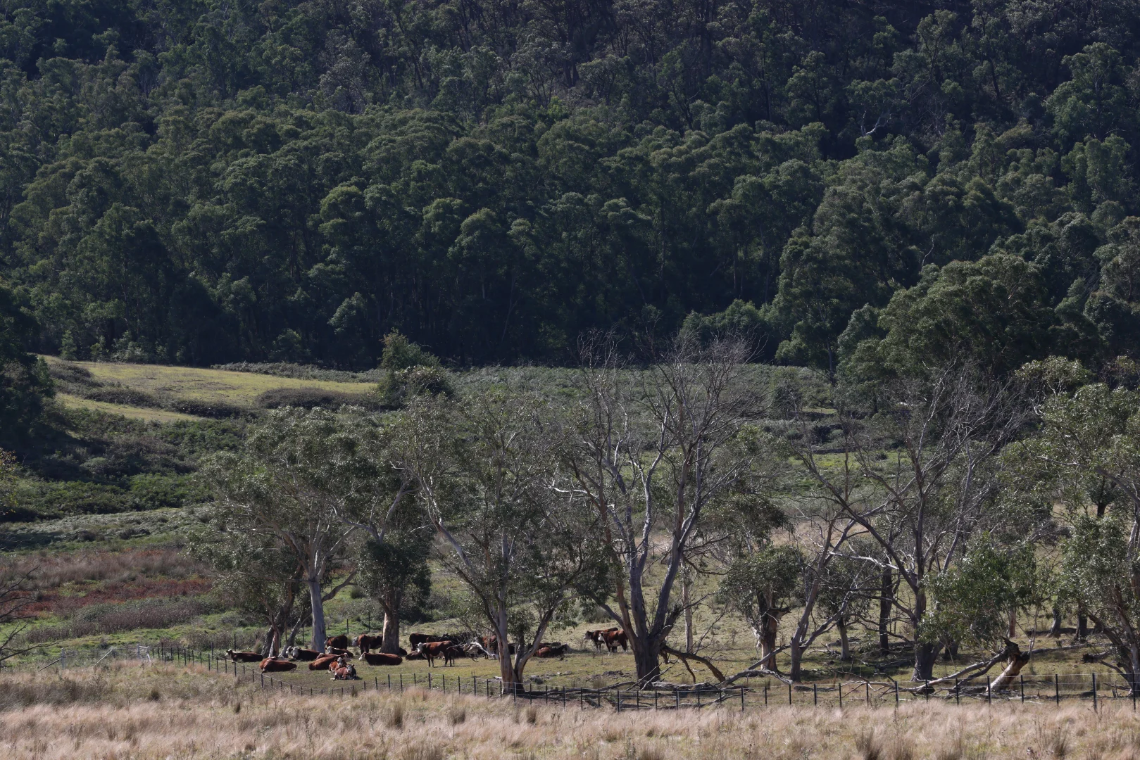 Additional image 27 of 710 Inverary Road, Paddys River NSW 2577