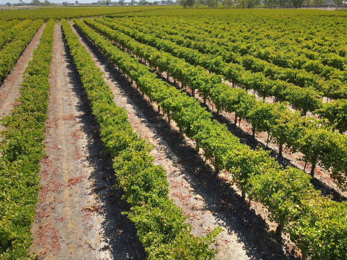 Additional image 6 of Lot 63 Mcfarlanes Lane, Barmera SA 5345