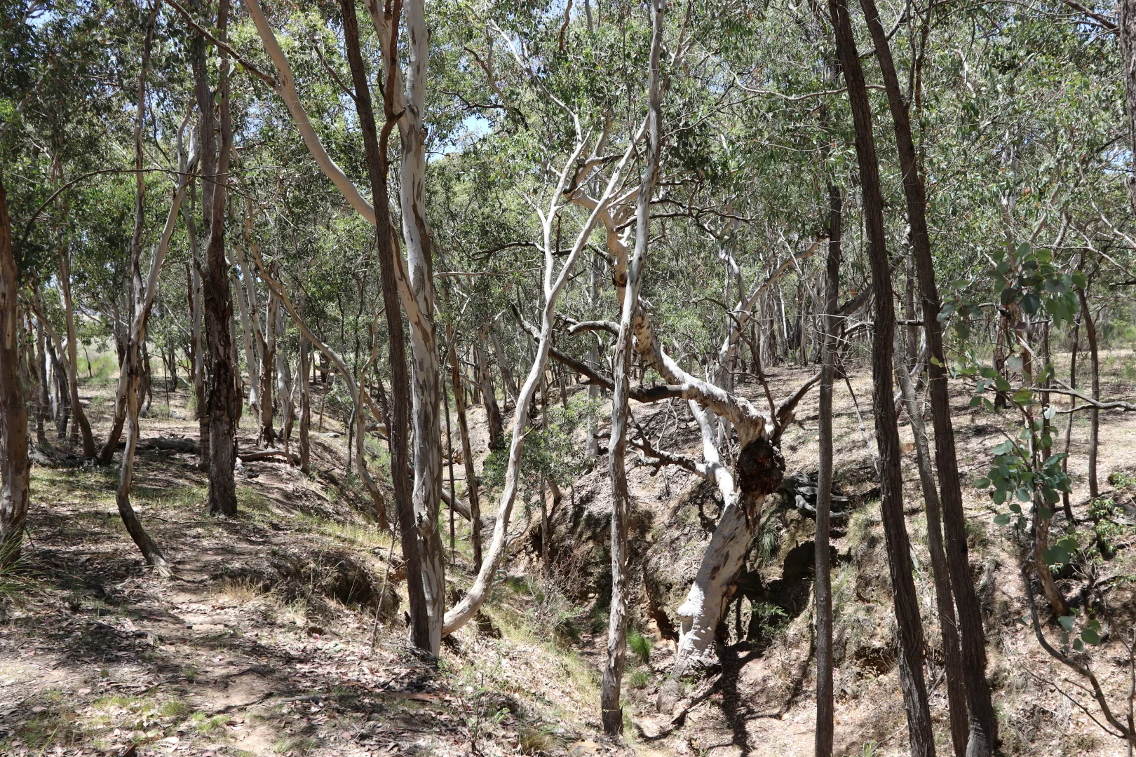Additional image 25 of 222 Battery Crossing Road, Reids Flat NSW 2586