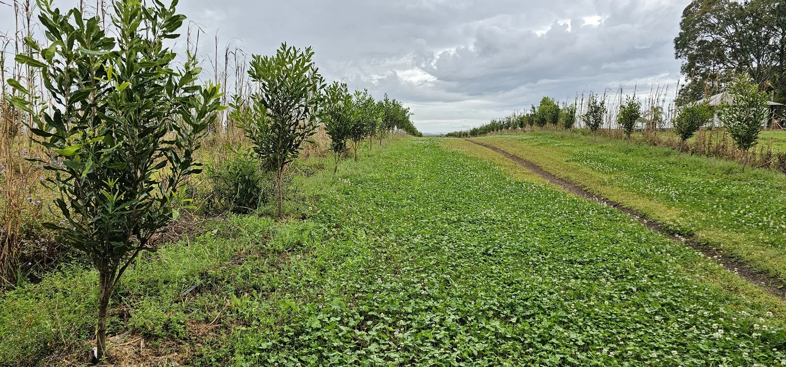 Additional image 6 of Lot 5 Walshs Lane, East Wardell NSW 2477