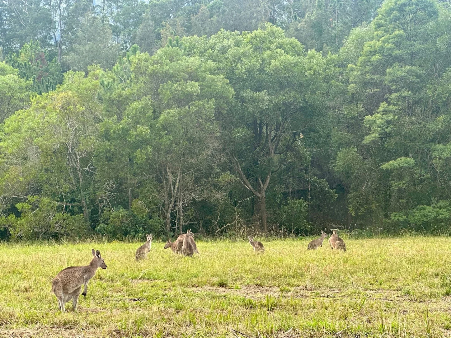 Additional image 4 of 151 Eungai Creek Road, Eungai Creek NSW 2441