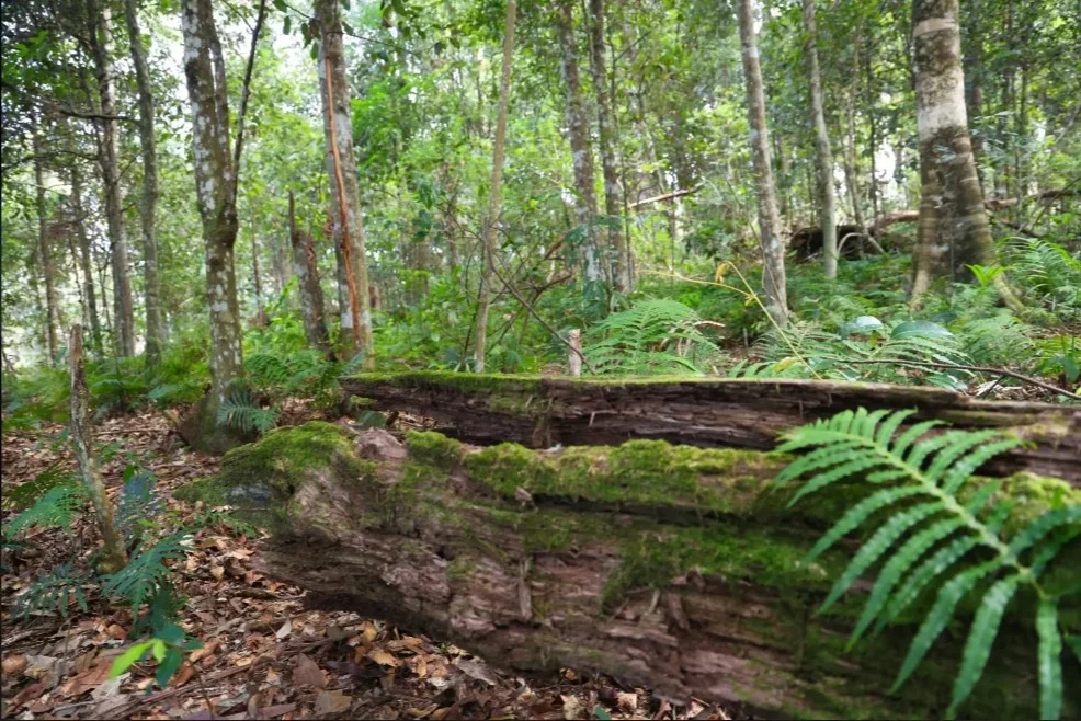 Additional image 12 of Lot 9/400 Bellthorpe West Road, Bellthorpe QLD 4514