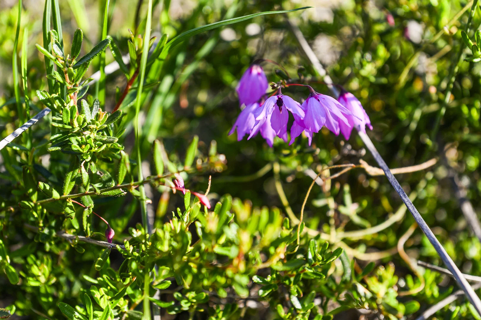 Additional image 40 of Guernsey Rise, Lower Chittering WA 6084