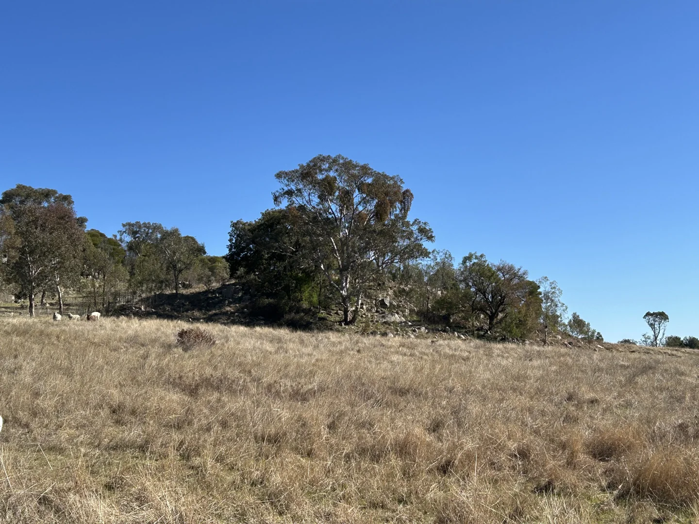 Additional image 22 of 1174 Pine Mount Road, Woodstock NSW 2793