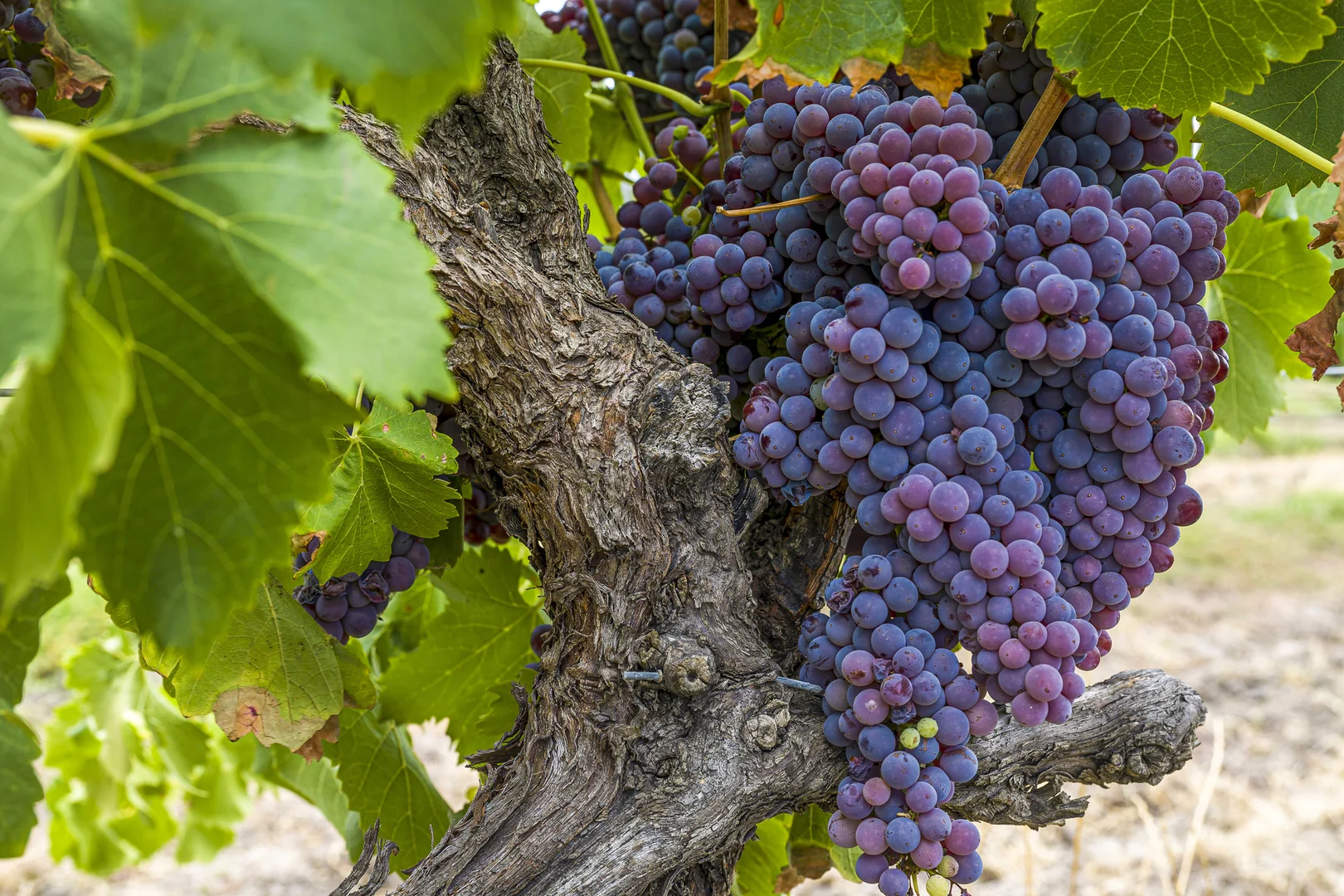 Additional image 27 of 301 Padbury Avenue, Millendon WA 6056