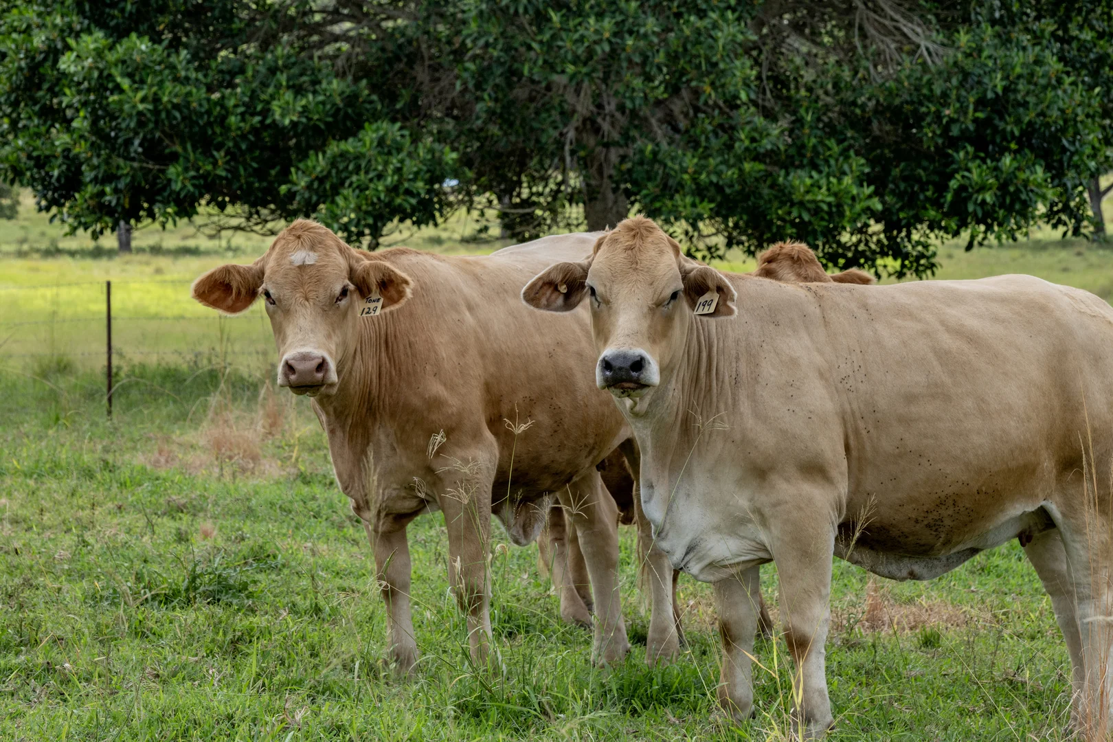 Additional image 16 of Goomeribong QLD 4601