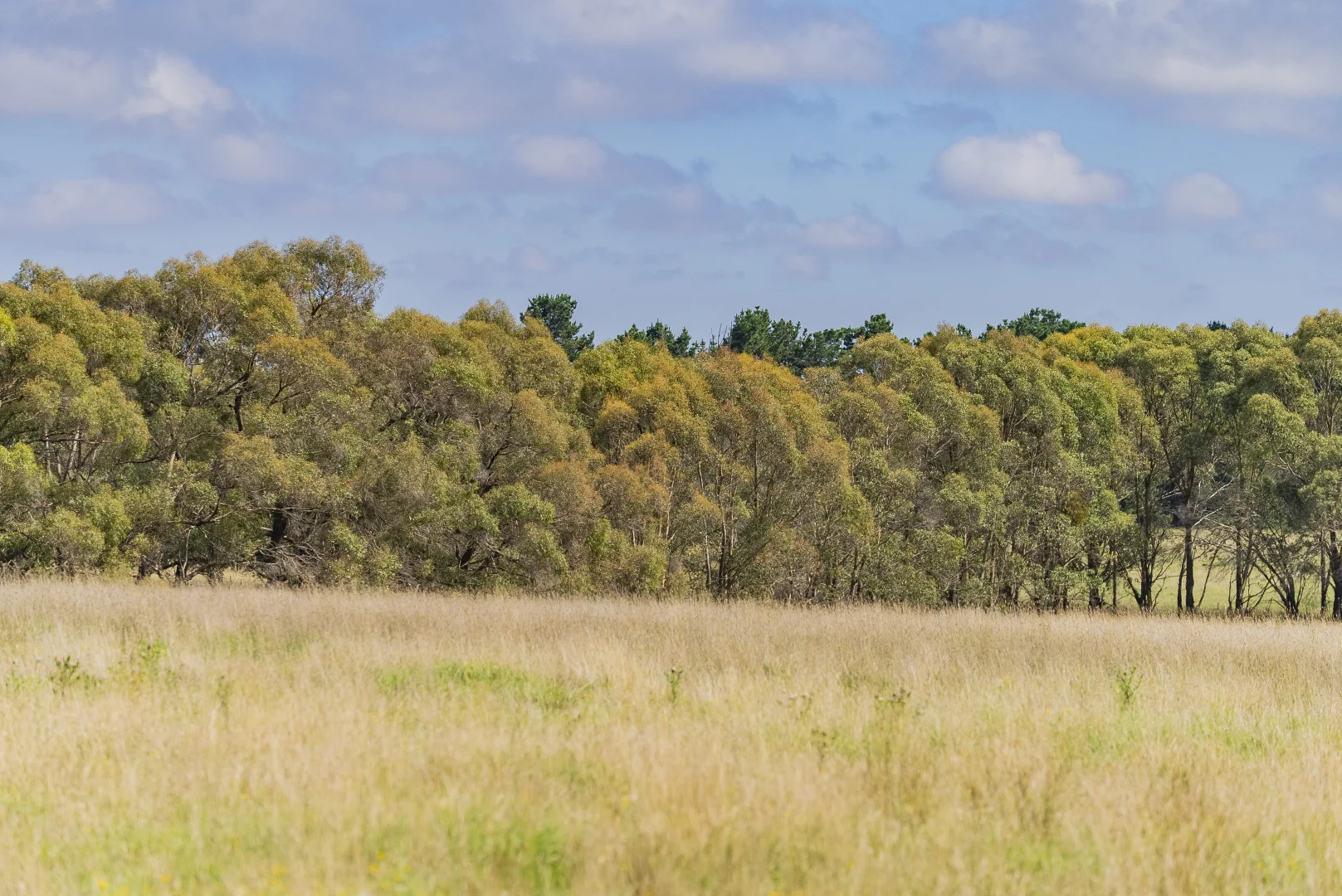 Additional image 14 of 251 Mount Rae Road, Roslyn NSW 2580