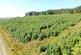 Additional image 13 of Achnaba Forest, Lochgilphead, Argyll and Bute
