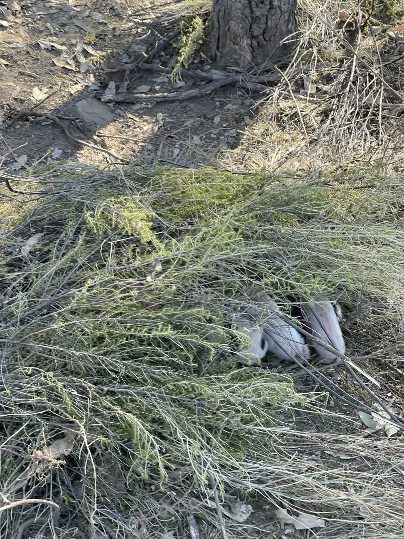 Additional image 29 of 594 Pyramul Road, Windeyer NSW 2850