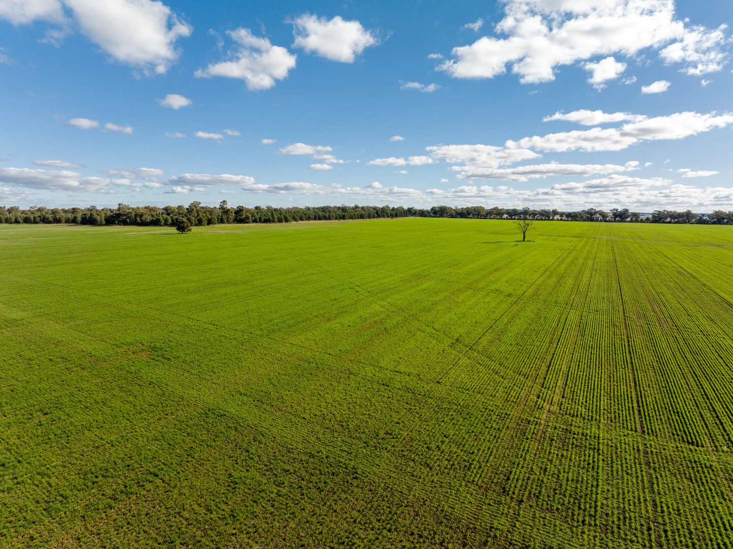 Additional image 8 of 795 Younga Plains Rd, West Wyalong NSW 2671