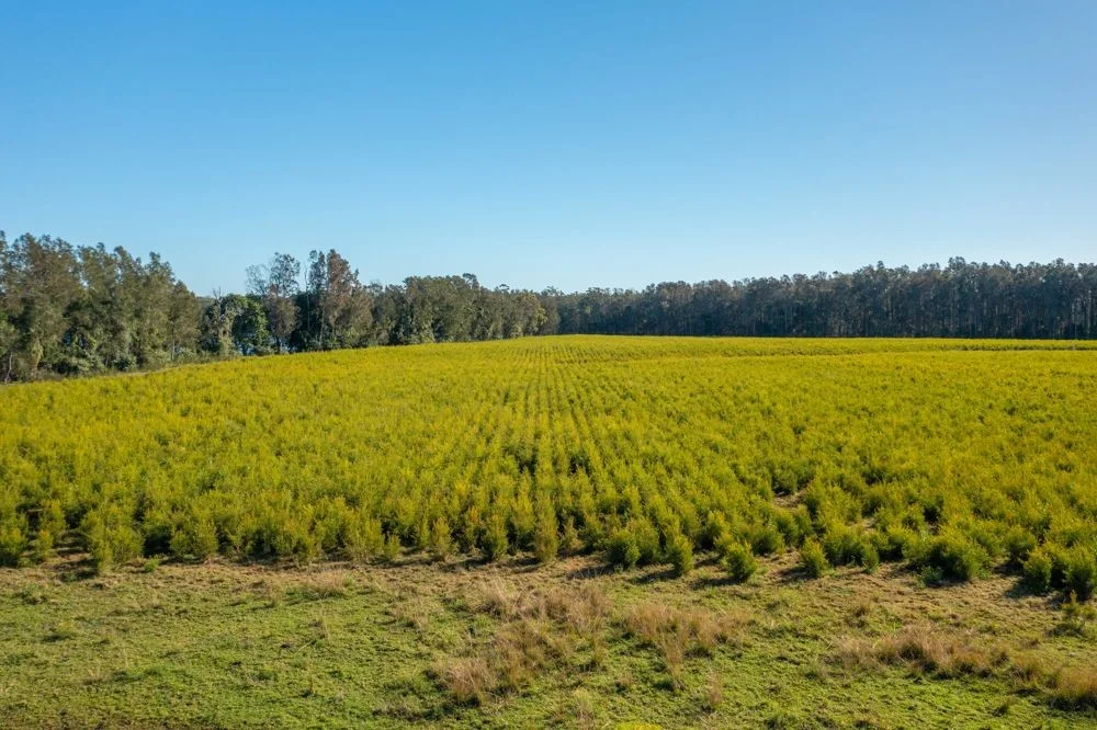 Additional image 7 of 77 SHORELINE DRIVE, North Shore NSW 2444