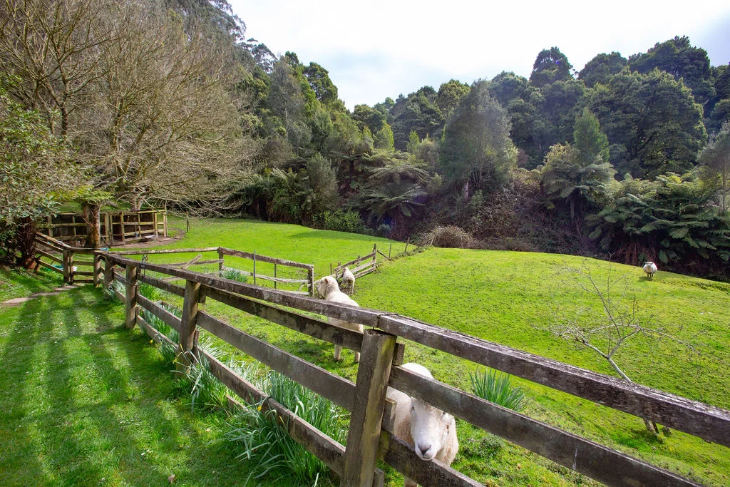 Additional image 20 of 775 Barham River Road, Apollo Bay VIC 3233