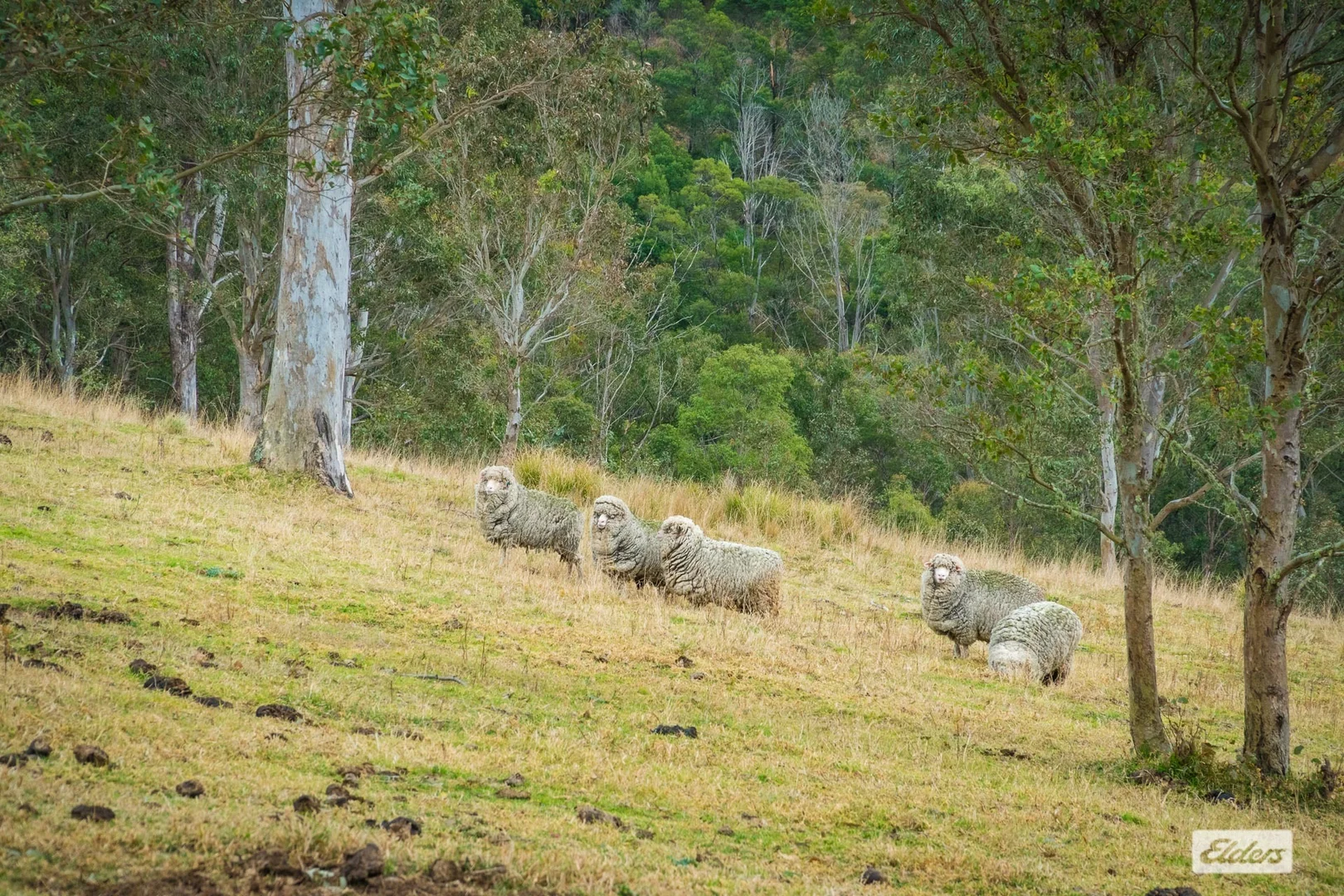 Additional image 29 of 93 Ramble Lane, Brogo NSW 2550