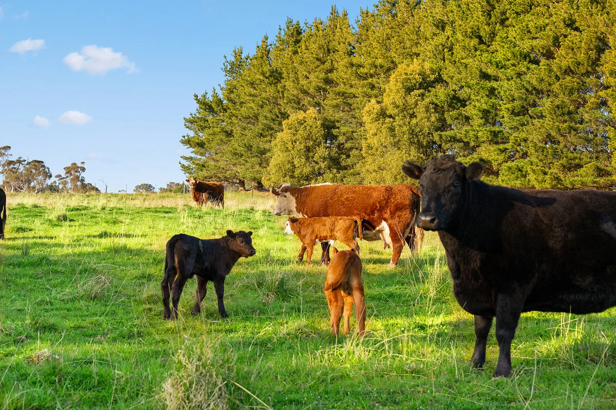 Additional image 2 of 525 Gorham Road, Crookwell NSW 2583