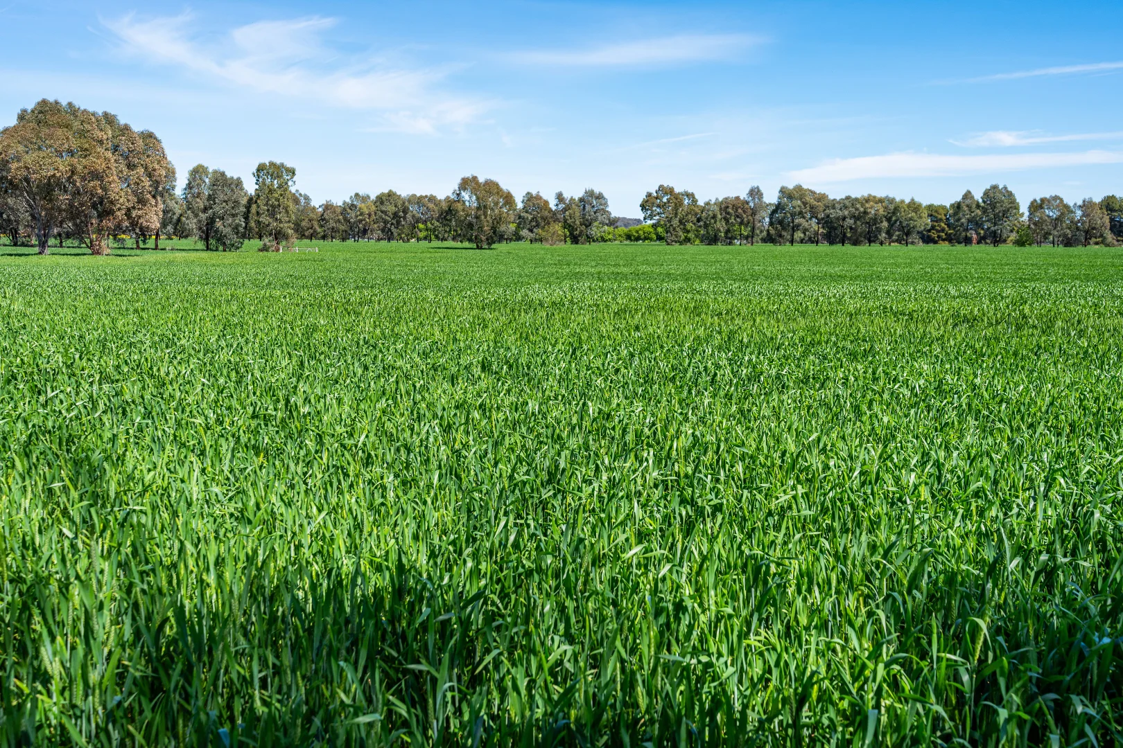 Additional image 29 of 106 Cornishtown Road, Rutherglen VIC 3685