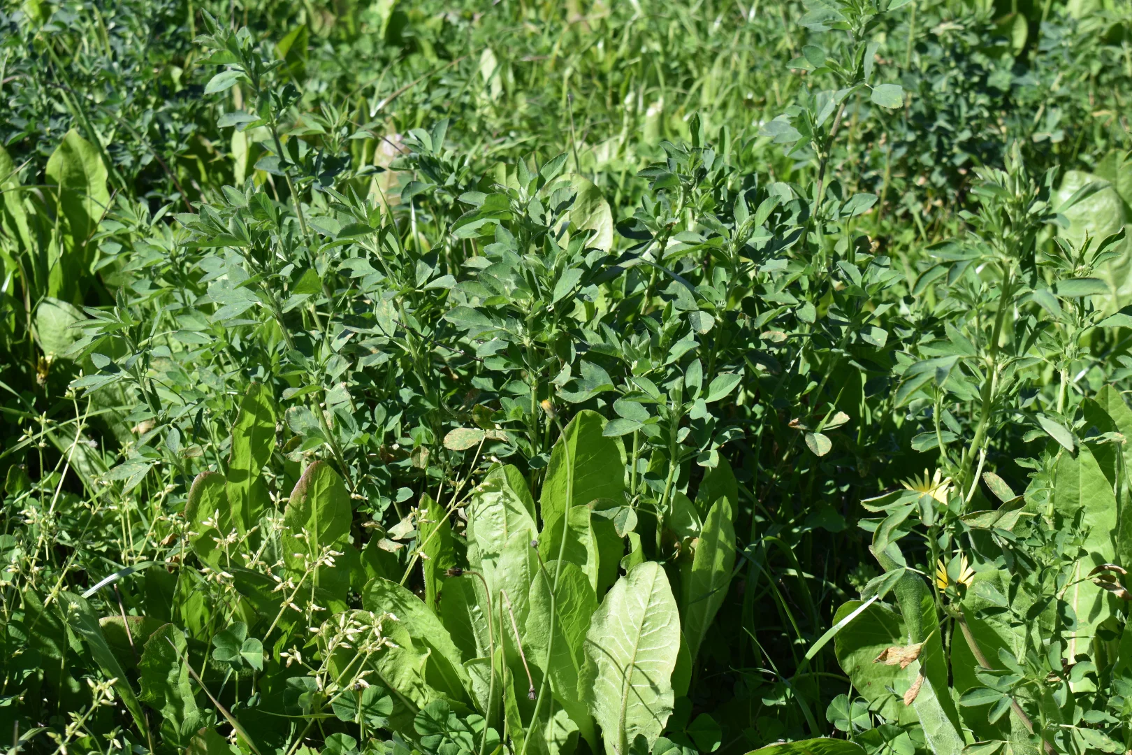 Additional image 4 of 1715 The Bogan Way, Forbes NSW 2871