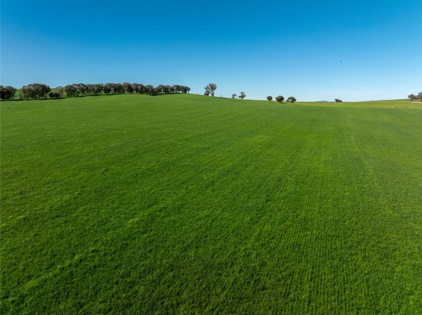 Additional image 18 of 272 Bulloc Hill Road, Mangoplah NSW 2652