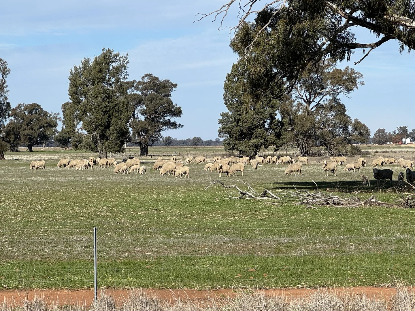 Additional image 37 of Berrigan Oaklands Road, Berrigan NSW 2712