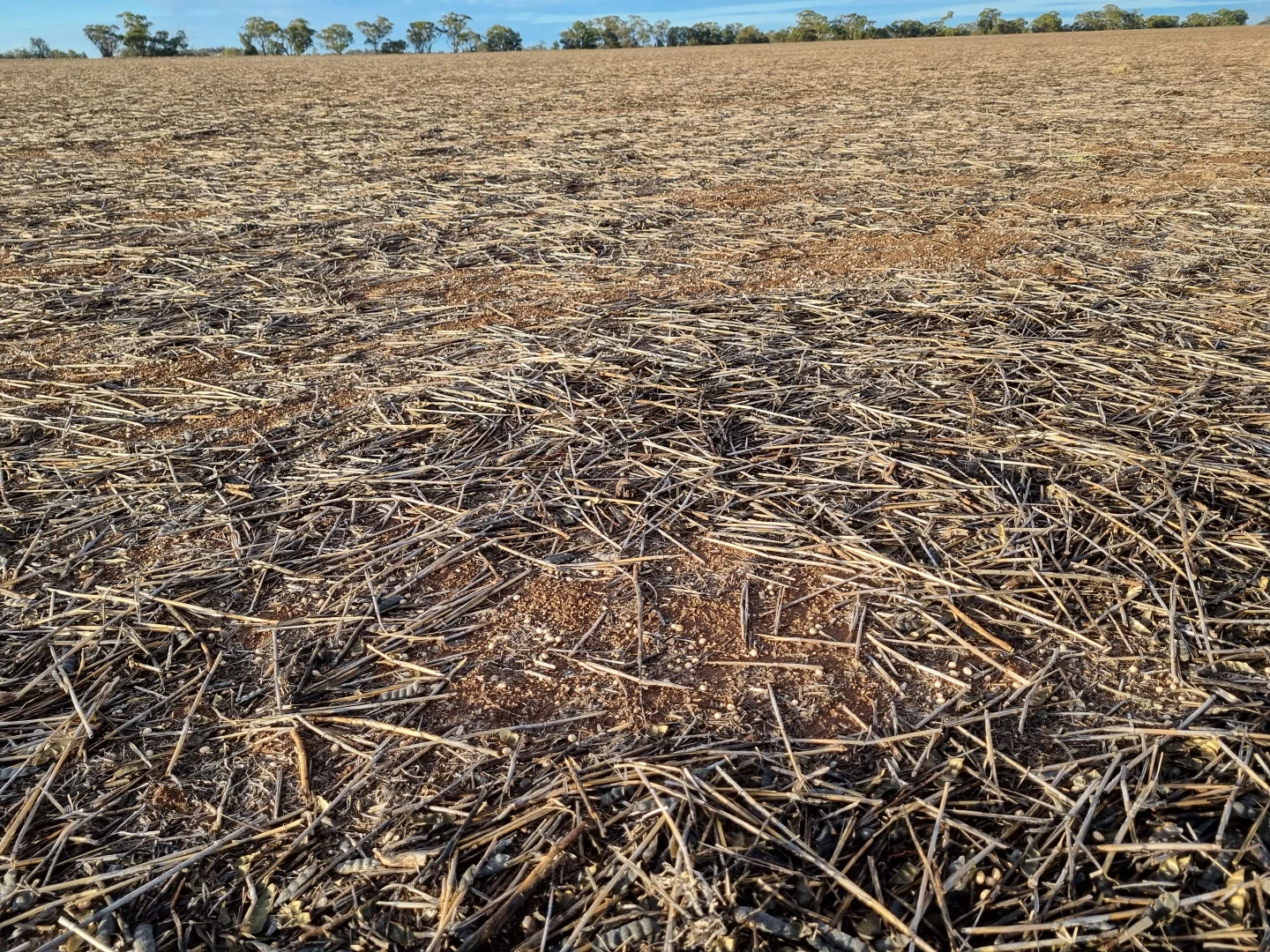 Additional image 15 of 'Craignish' 847 Mirrool South Road, Beckom NSW 2665