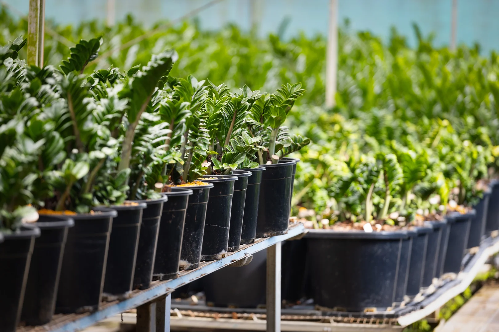 Additional image 20 of 659 Federal Drive, Federal NSW 2480