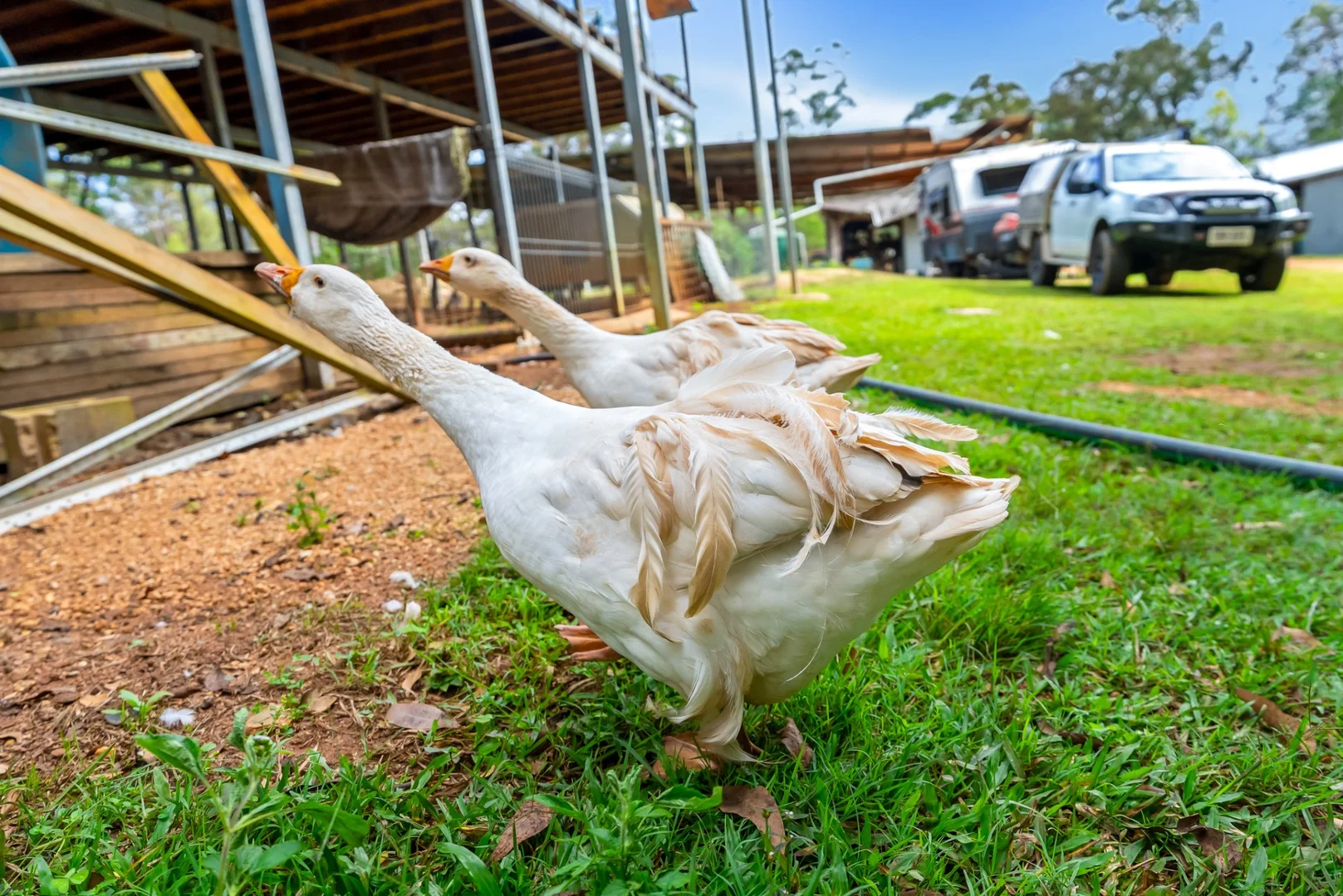 Additional image 33 of Lot 83 Chester Road, Wondecla QLD 4887