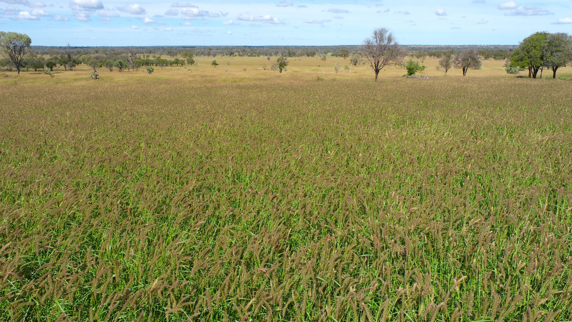 Additional image 23 of 'Glencoe' 28547 Carnarvon Highway, Roma QLD 4455