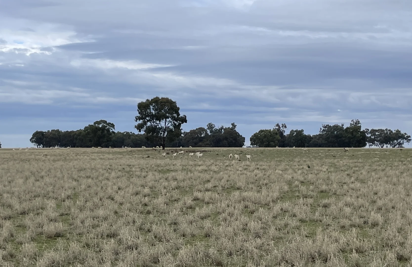 Additional image 4 of 'East Gathan' 509 Gathan Road, Deniliquin NSW 2710