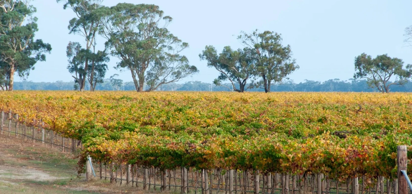 Additional image 9 of 203 Bell Crescent, Padthaway SA 5271