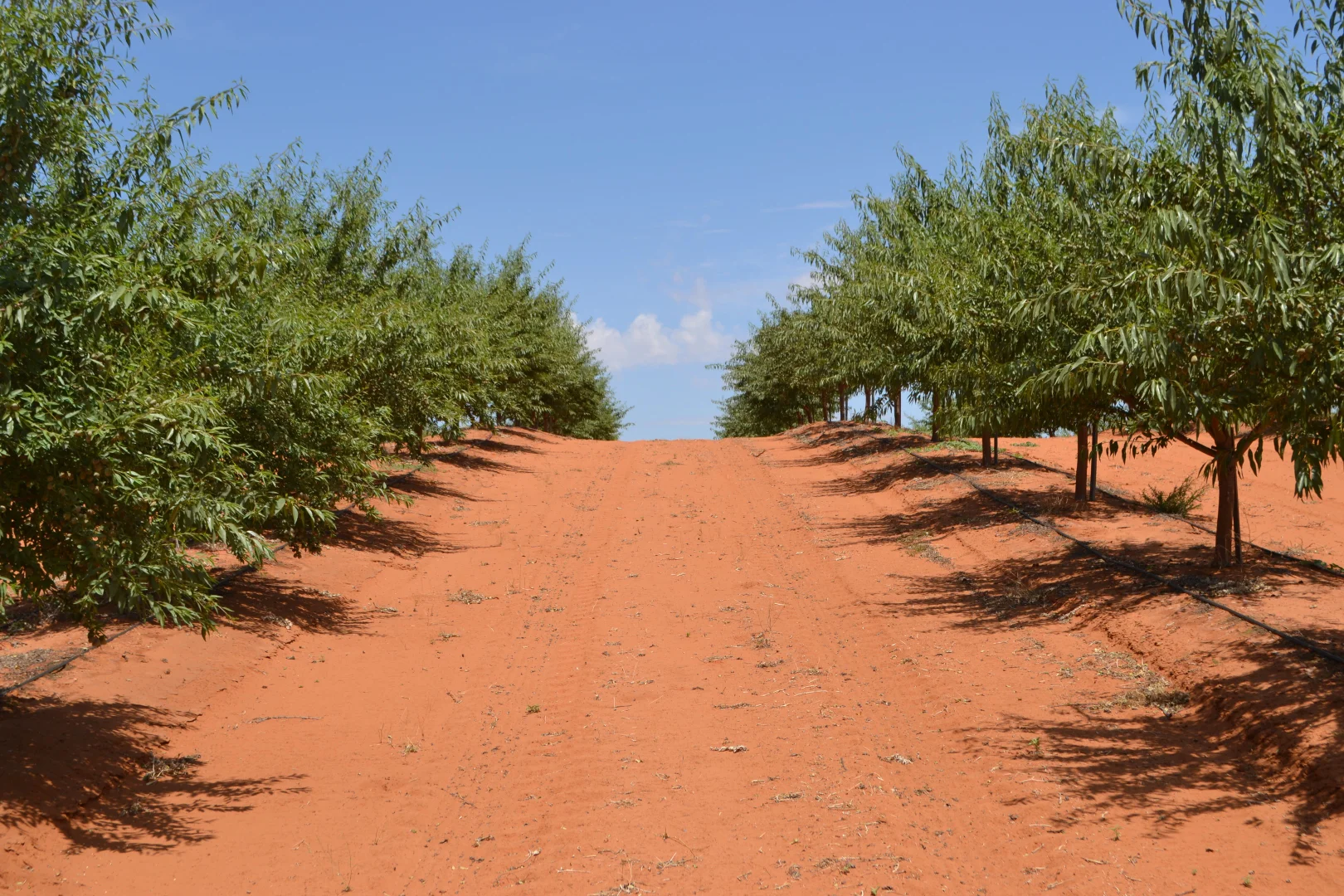 Additional image 9 of 971 Wilga Road, Red Cliffs VIC 3496