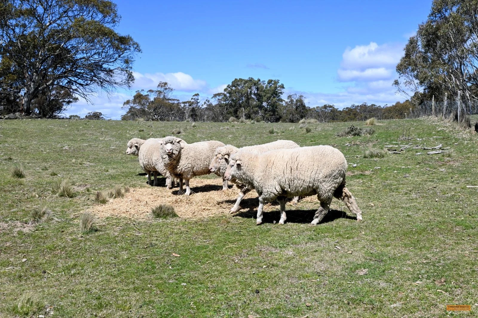 Additional image 19 of "King's Ridge" 698 Avonside Road, Avonside NSW 2628