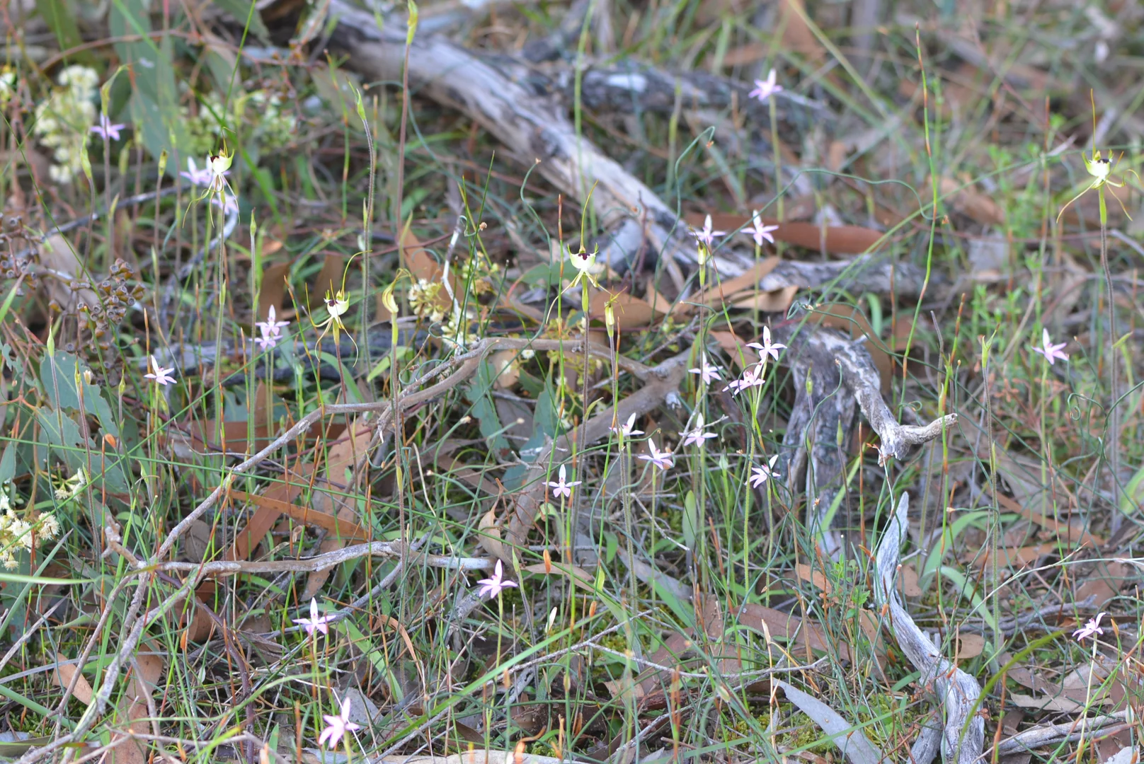 Additional image 27 of 839 Signal Flat Road, Finniss SA 5255