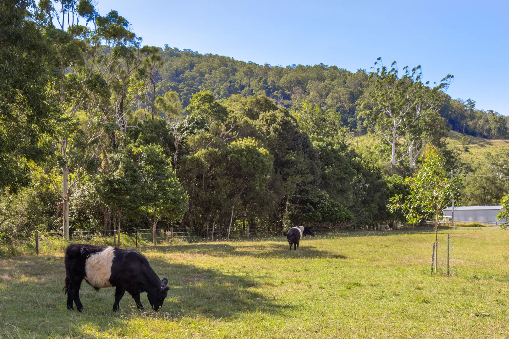 Additional image 23 of 704 Lamington National Park Road, Canungra QLD 4275