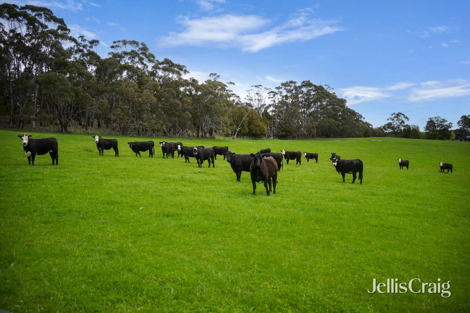 Additional image 18 of 431 Springhill Road, Spring Hill VIC 3444