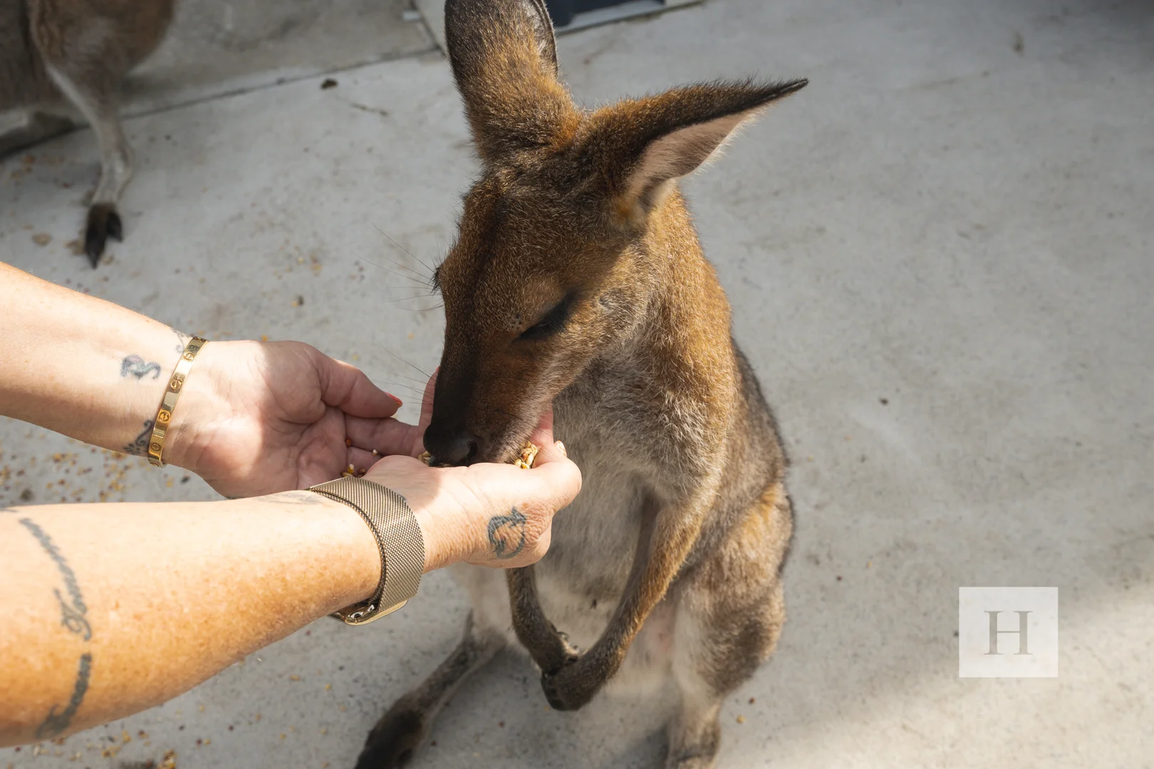 Additional image 24 of 170 Dooralong Ridge Drive, Dooralong NSW 2259