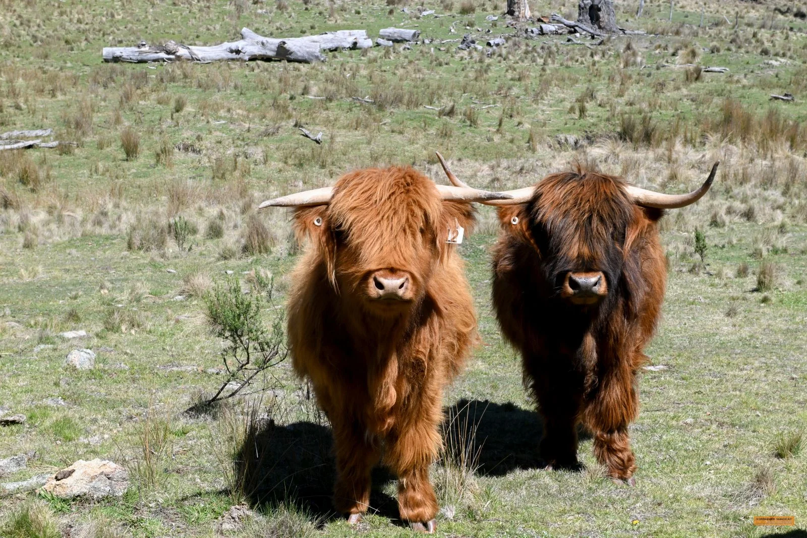 Additional image 3 of "King's Ridge" 698 Avonside Road, Avonside NSW 2628